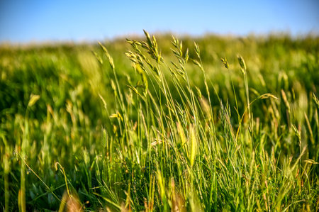 A closeup of soft brome grass ears growing in the fieldの写真素材