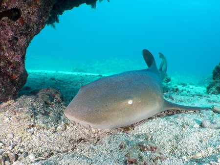A closeup shot of a nurse shark on the ocean floorの写真素材