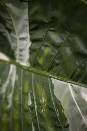 A vertical shot of a Variegated Alocasia plant leafの写真素材