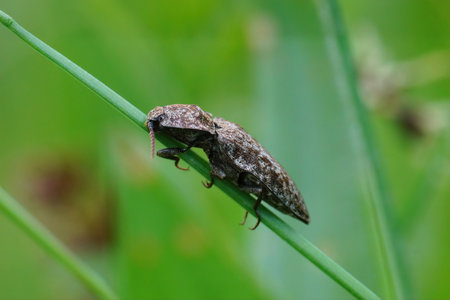 A closeup of a clicking beetle, Agrypnus murina , on a grass bladeの写真素材