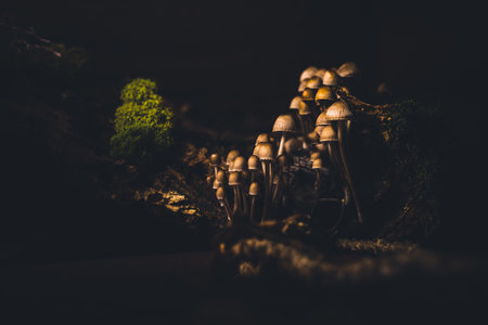 A closeup shot of long thin mushrooms growing in a forestの写真素材