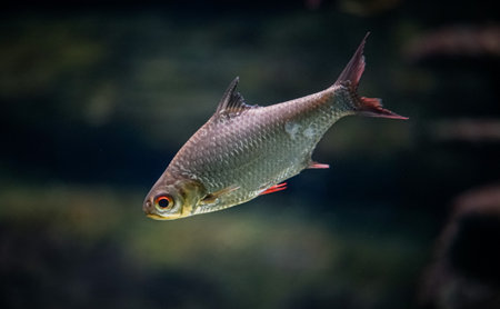 A selective focus shot of a common rudd fish swimming underwaterの写真素材