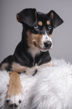 A vertical shot of a Japanese terrier sitting on a fur blanketの写真素材