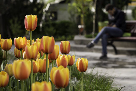 A blurred figure on a park bench working with a mobile phone, spring time tulips covering front part of the frameの写真素材