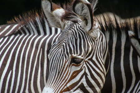 A closeup shot of a zebra looking at its rightの写真素材