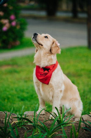 A portrait of an adorable Golden Retriever with a red bandana in a park with a blurry backgroundの写真素材