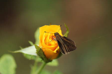 A selective focus shot of a butterfly perched on a yellow roseの写真素材