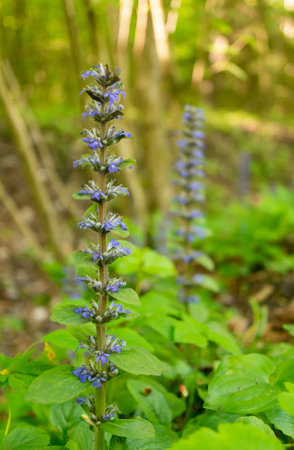 A closeup shot of beautiful skullcap flowers in a forestの写真素材