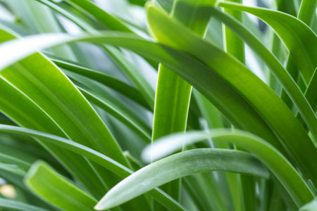 A close-up shot of green leaves of an Agapanthusの写真素材