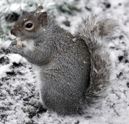 A closeup shot of a gray squirrel eating a nut in the forest in wintertimeの写真素材