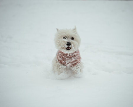 A closeup shot of a West Highland white terrier in winter clothes playing on snowの写真素材