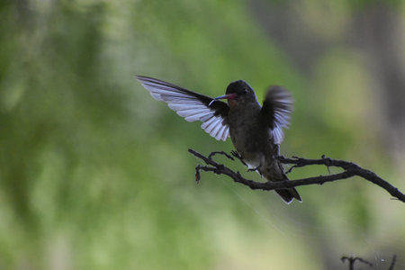 gilded sapphire (Hylocharis chrysura), or gilded hummingbird perched in a bushの写真素材