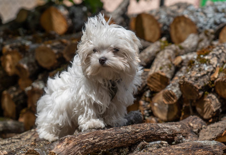 An adorable white poodle near a pile of firewoodの写真素材
