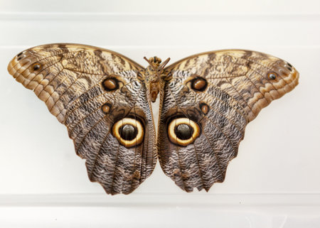 A closeup shot of an owl butterfly isolated on white backgroundの写真素材