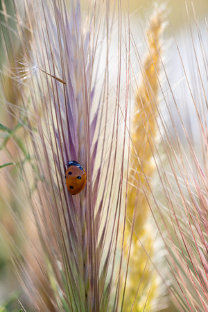 A vertical shot of a ladybug in its natural environmentの写真素材