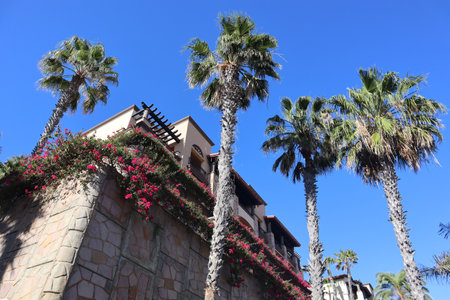 A low angle of an architectural building and palm trees in Los Cabos, Cabo San Lucas, Mexicoの写真素材