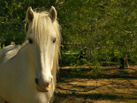 A beautiful shot of a white horse with nature in the backgroundの写真素材