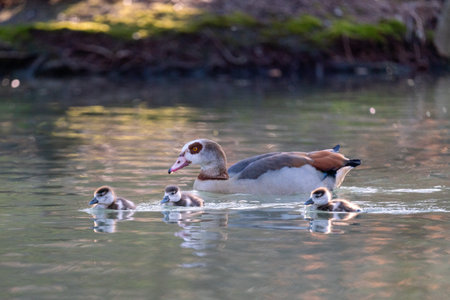 A shot of mother duck with babies on water surfaceの写真素材