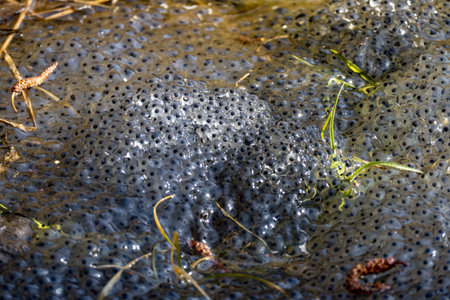 A closeup of caviar frog eggs on the lake