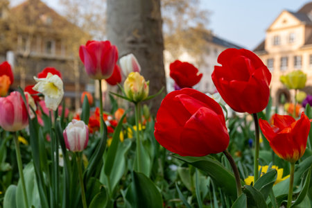 A closeup of colorful tulips in an urban parkの写真素材