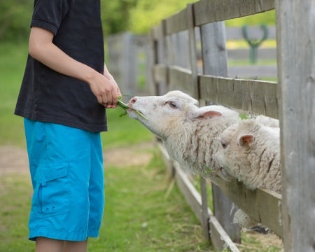 A young boy feeding sheep on the farmの写真素材