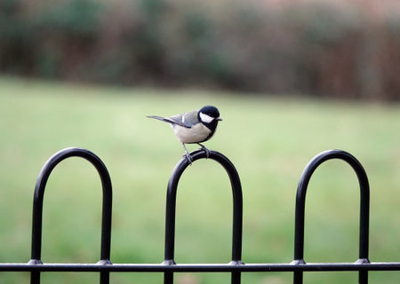 A closeup shot of a great titの写真素材