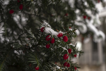 A yew berry tre covered with snowの写真素材
