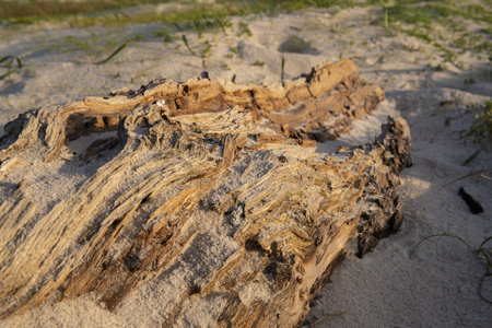 A closeup of a weathered old piece of wood on the sandy beachの写真素材