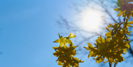 Lavender fields on Hvar, Croatia; purple colour, butterflies, ruralの写真素材