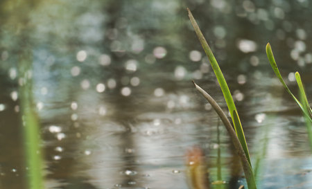 A selective focus shot of grass on the bayの写真素材