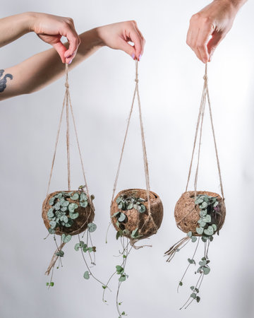 Three String of Hearts (Ceropegia woodii) in coconut baskets, held by three hands.の写真素材