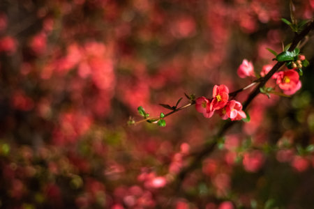 A top view of delicate pink flowers growing at the end of a long thin branch, with more pink flowers blurred in the backgroundの写真素材
