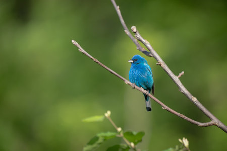 A selective focus shot of a beautiful blue indigo bunting bird perched on a branchの写真素材