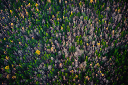 An amazing aeral shot of tall trees grown in the thick forest - perfect for background or wallpaper