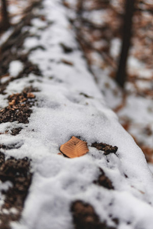 A selective focus shot of snow-covered ground with dry leavesの写真素材