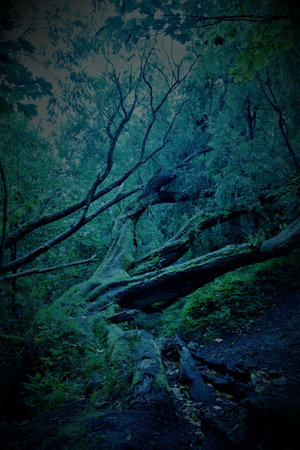 A vertical shot of a mystical forest with blue and green huesの写真素材