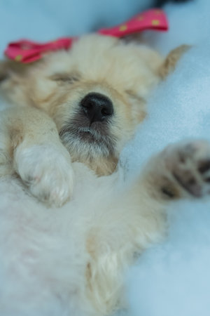 A vertical shot of little sleeping white dog with a bow on her headの写真素材