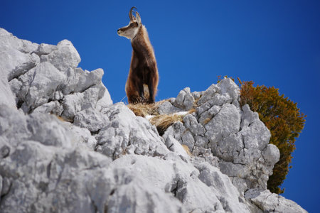 alpine chamois (Rupicapra rupicapra) in the wild at Berchtesgaden national park , Bavaria, Germanyの写真素材
