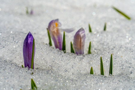 A soft focus of crocus flower buds emerging from a snowy field, an indication of the start of springの写真素材