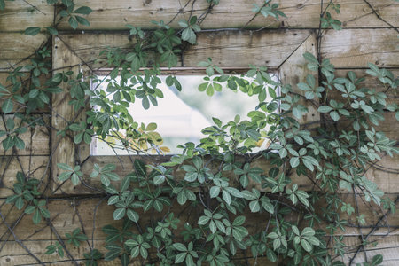 A closeup shot of climbing ivy on a wooden wallの写真素材