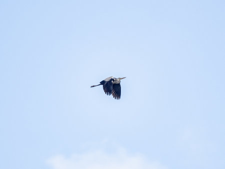 A scenic view of a gray heron flying in the air on a clear sky backgroundの写真素材