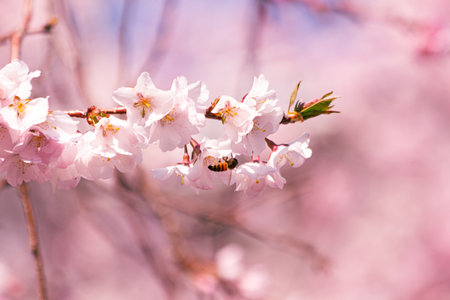A selective focus shot of blooming cherry blossom flowers under a blue skyの写真素材