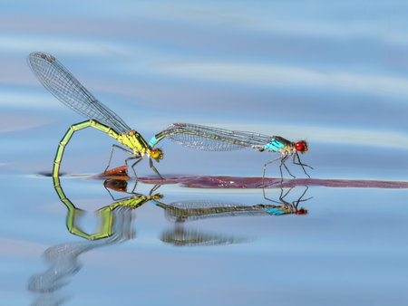 A mating pair of blue and yellow Red-eyed Damselfly on the water surfaceの写真素材