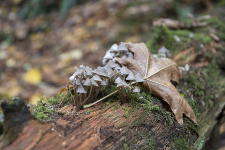 A closeup shot of wild mushrooms on a tree trunkの写真素材