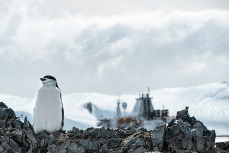 A group of penguins walking on the frozen beach
