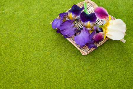 A top view of iris flowers in a straw basket on a green background
