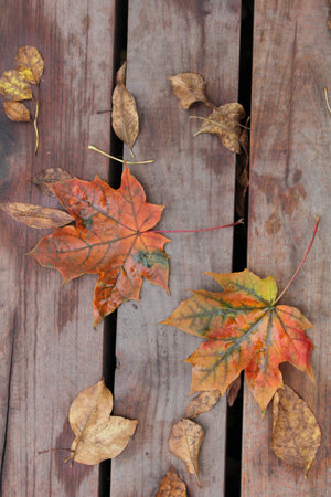 A vertical shot of dried maple leaves on a wooden surfaceの写真素材