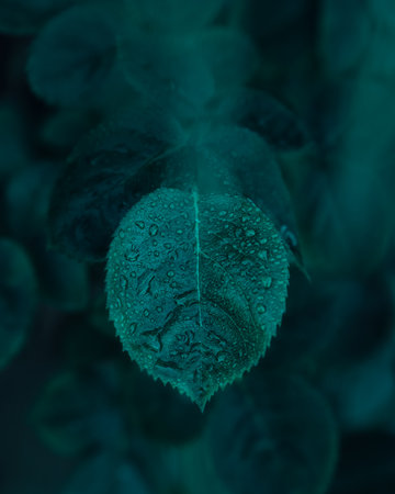 A closeup shot of a green leaf with dew on it