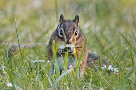 A closeup shot of a cute chipmunkの写真素材