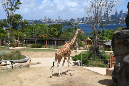 A closeup shot of a giraffe in the zoo on a sunny day in summerの写真素材